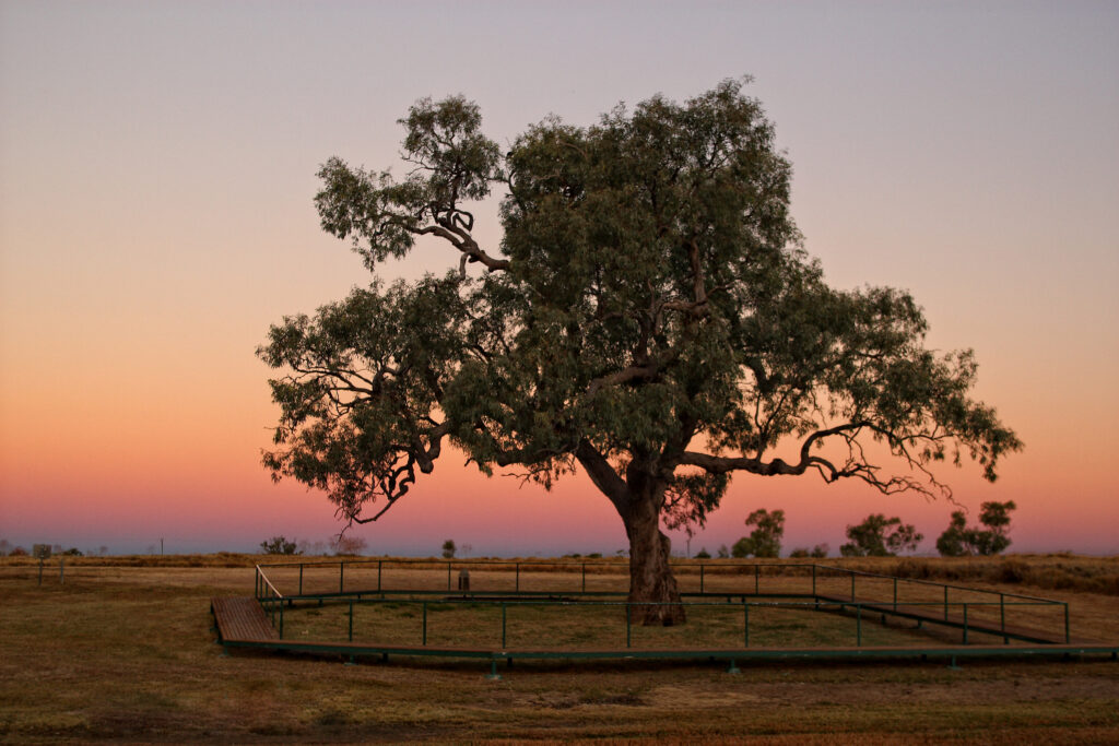 Historic Coolibah Tree